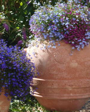 Colourful flowers in an antique oil jar Colourful flowers in an antique oil jar