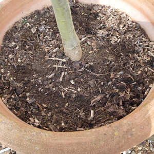 Close-up of a potted plant with dark soil and mulch and a visible tree trunk.