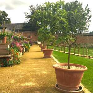 Trombo pots with trees