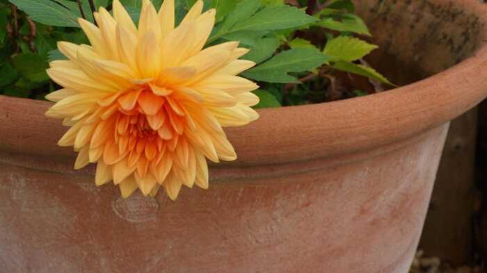 Close up of the Trumbo pot with a flower Close up of the Trumbo pot with a flower