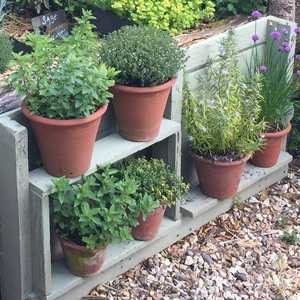 various pots with herbs