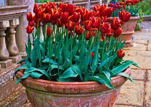A summer display including begonias in terracotta pots A summer display including begonias in terracotta pots