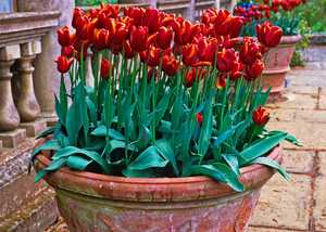 A summer display including begonias in terracotta pots