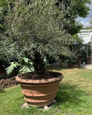 Tree planted in an Vaso Imprunetino terracotta pot in a garden Tree planted in an Vaso Imprunetino terracotta pot in a garden