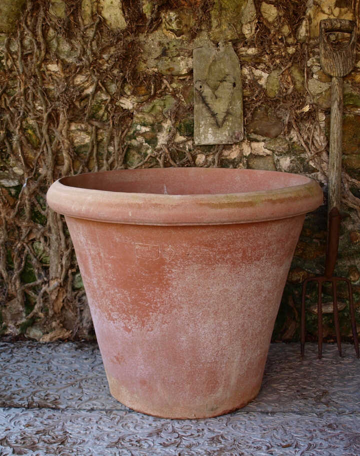 Impruneta Camelia