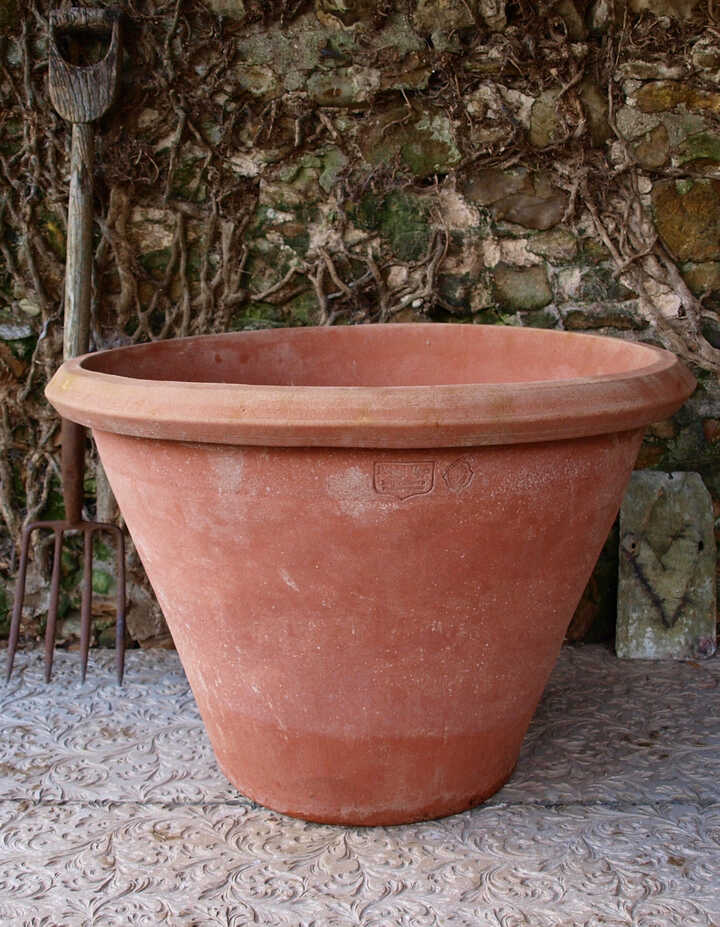 Vaso Lory