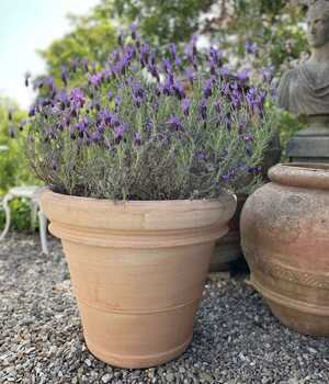 Vaso Tradizionale pot