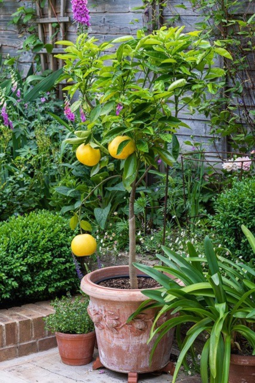 Can You Grow Lemon Trees in the UK? Mud Mountain Handmade Italian
