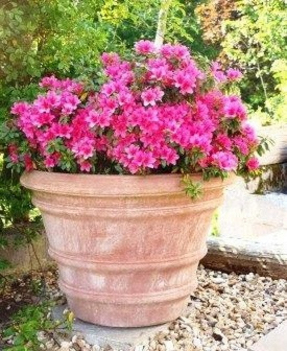 Gardening for the Senses Scented Plants for Pots Mud Mountain Handmade Italian Terracotta