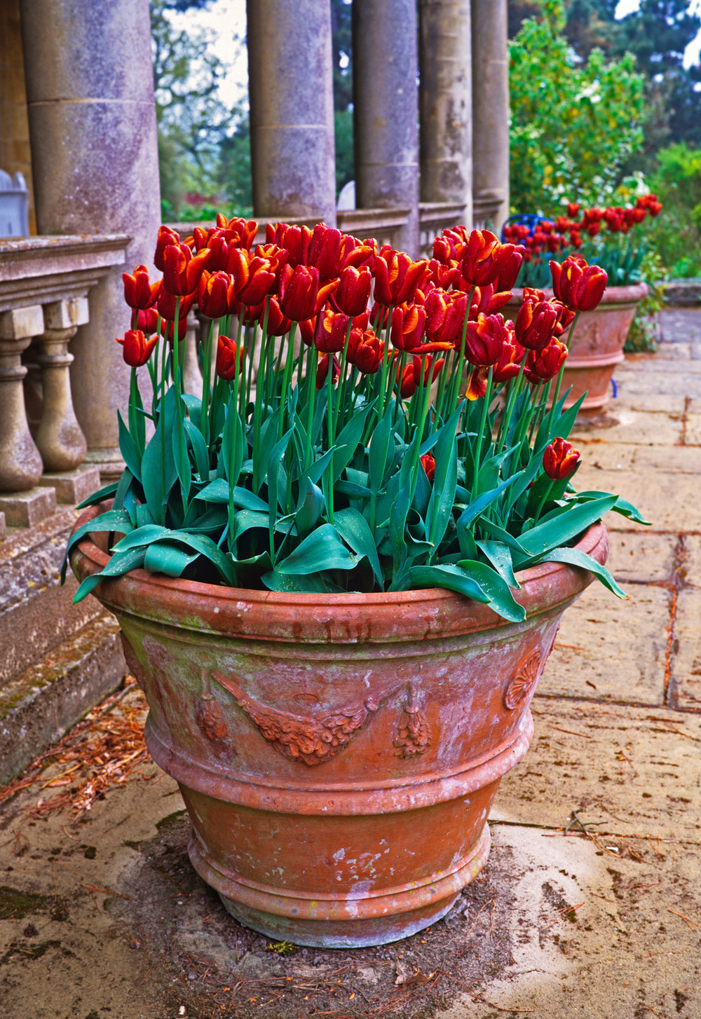 How To Plant Summer Flowering Bulbs for the Best Container Displays