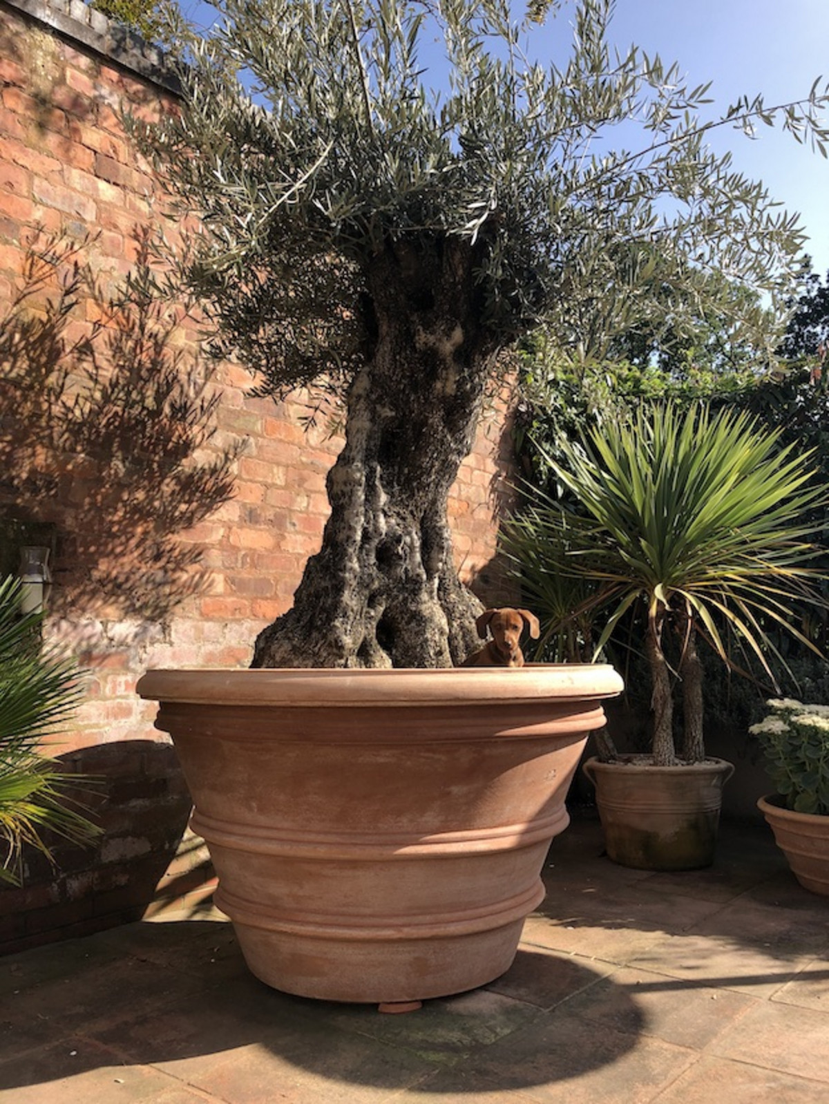 Terracotta Pots & Planters Gallery Mud Mountain Hand Made Italian