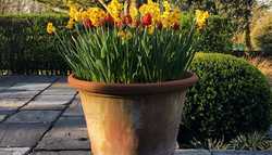 Selecting the Best Terracotta Pot for your Plant